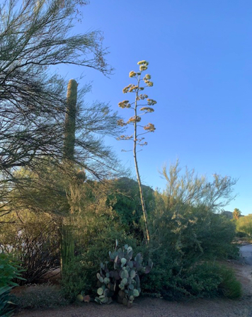 July 10 - Century Plant's last hurrah!